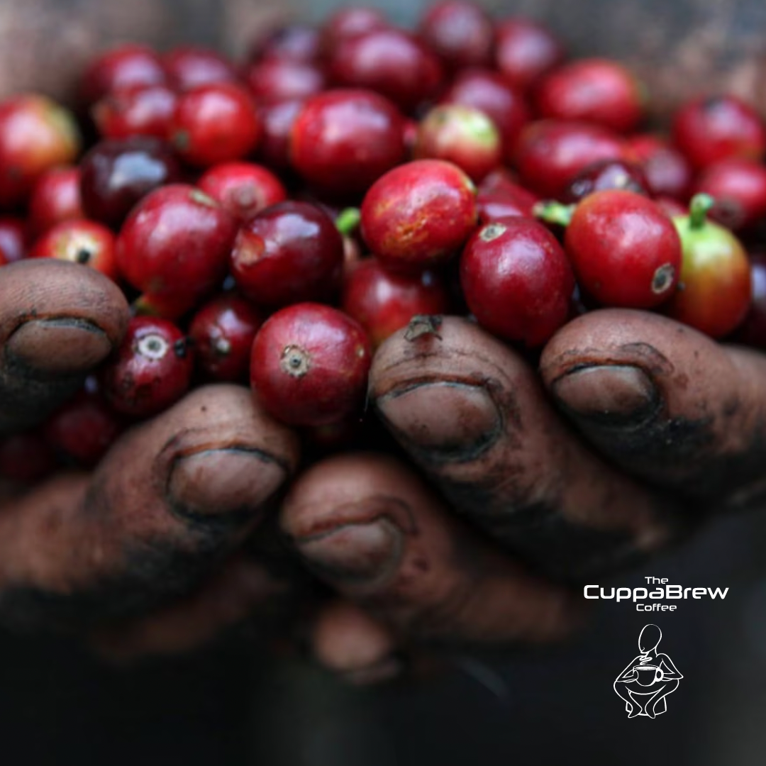 Select Brew - (Whole Beans)